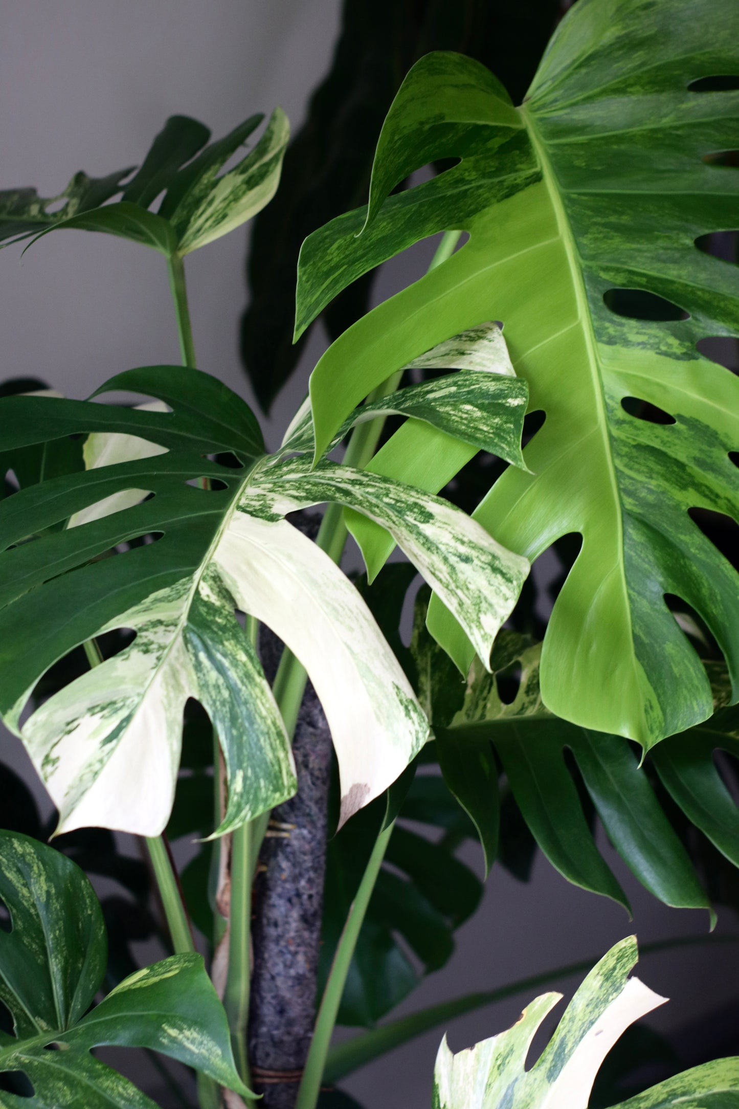 Mature Monstera Aurea Tricolor in Modern Marble-Inspired Tapered Cylindrical Ceramic Planter