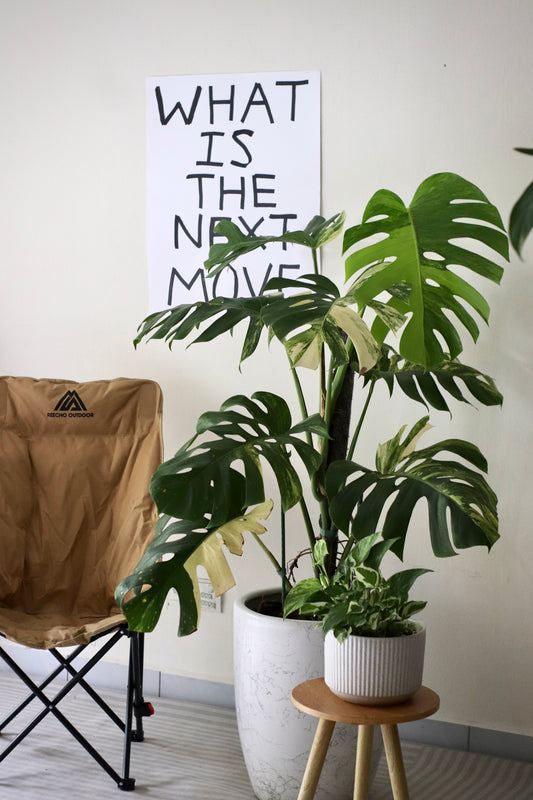 Mature Monstera Aurea Tricolor in Modern Marble-Inspired Tapered Cylindrical Ceramic Planter