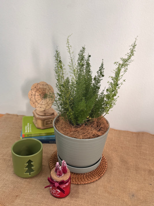 Asparagus Densiflorus (Norfolk Pine Fern) in Olive Green Pot with Tray