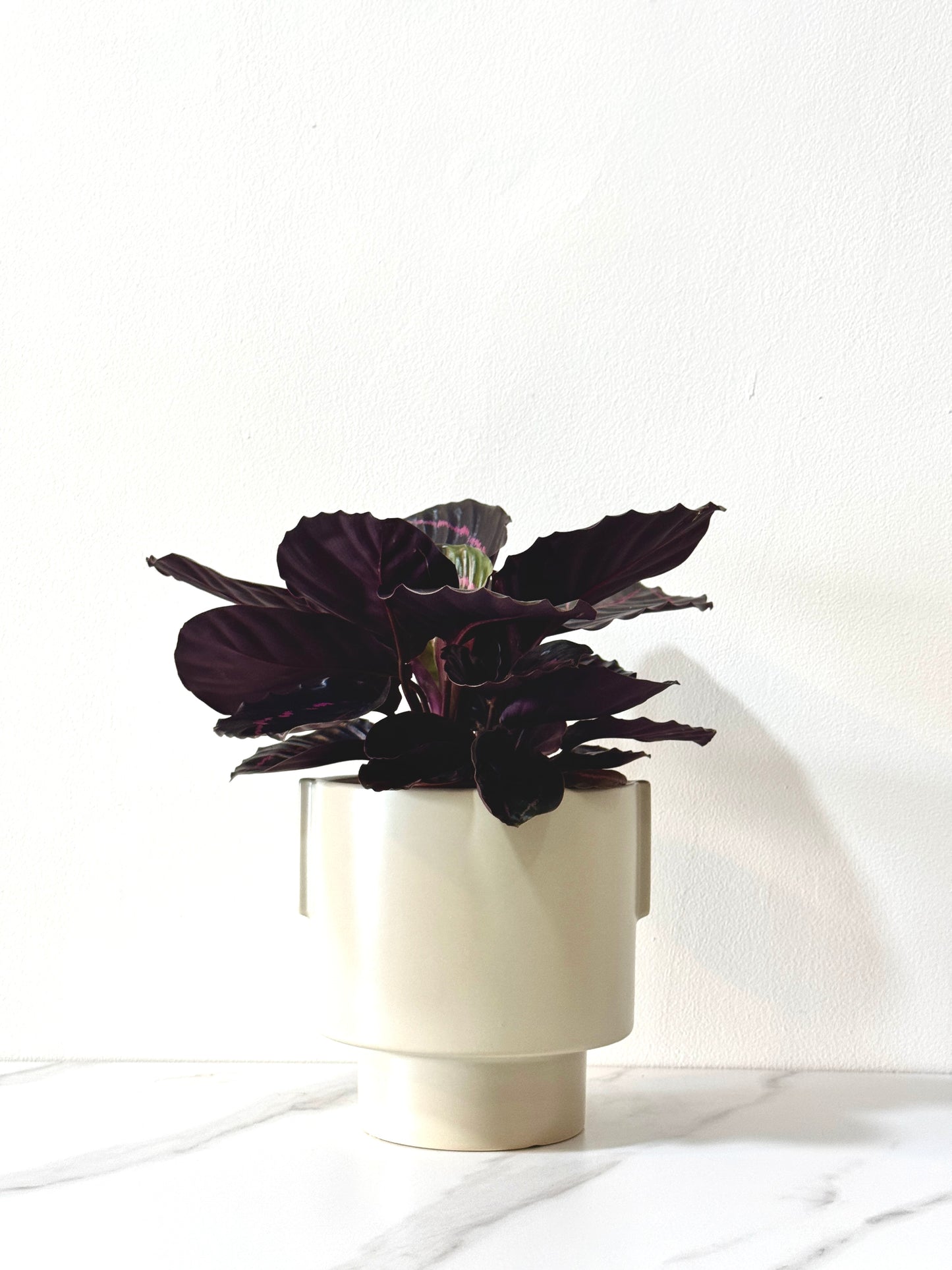 Calathea Roseopicta Suprise Star (M Size)