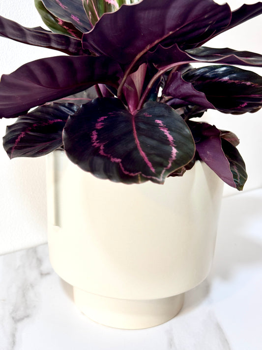 Calathea Roseopicta Suprise Star (M Size)
