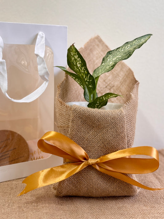 Dieffenbachia Silver (LECA)