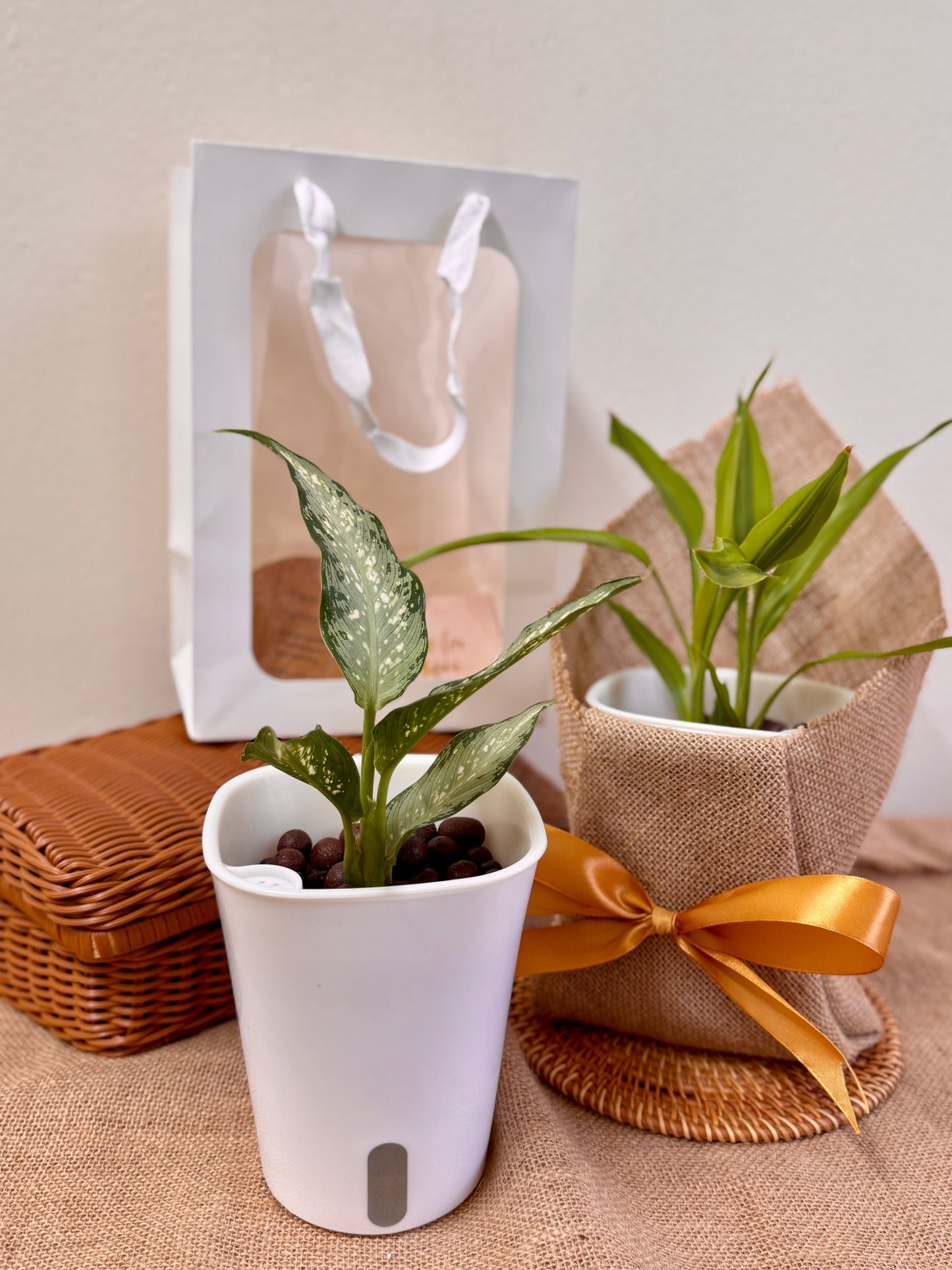 Dieffenbachia Silver (LECA)