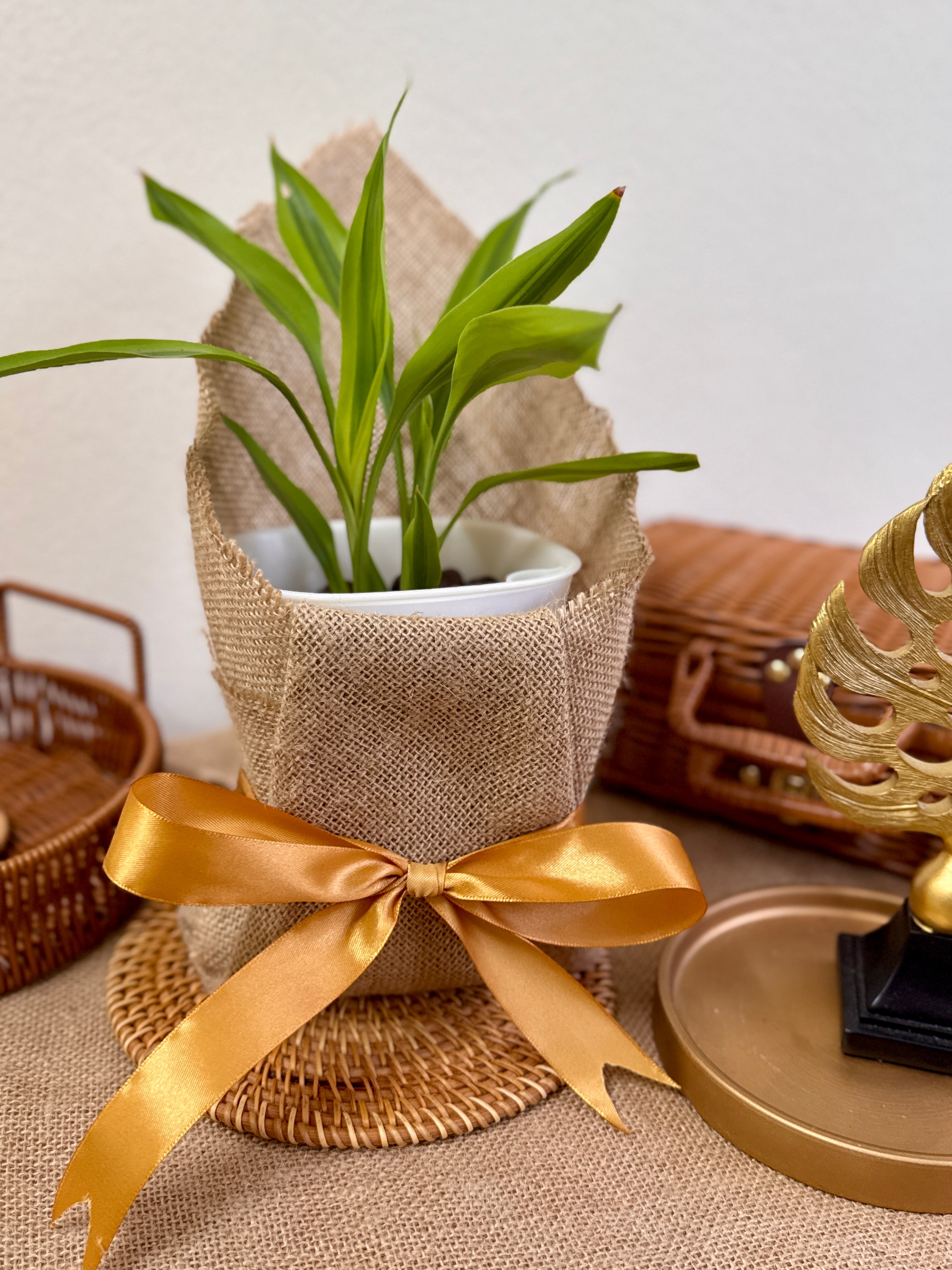 dracaena in leca Dracaena Surprise in Self-Watering Pot with LECA| Kayuu Living