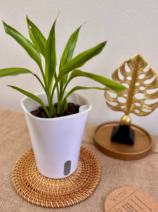 Dracaena Fragrans Surprise (LECA)