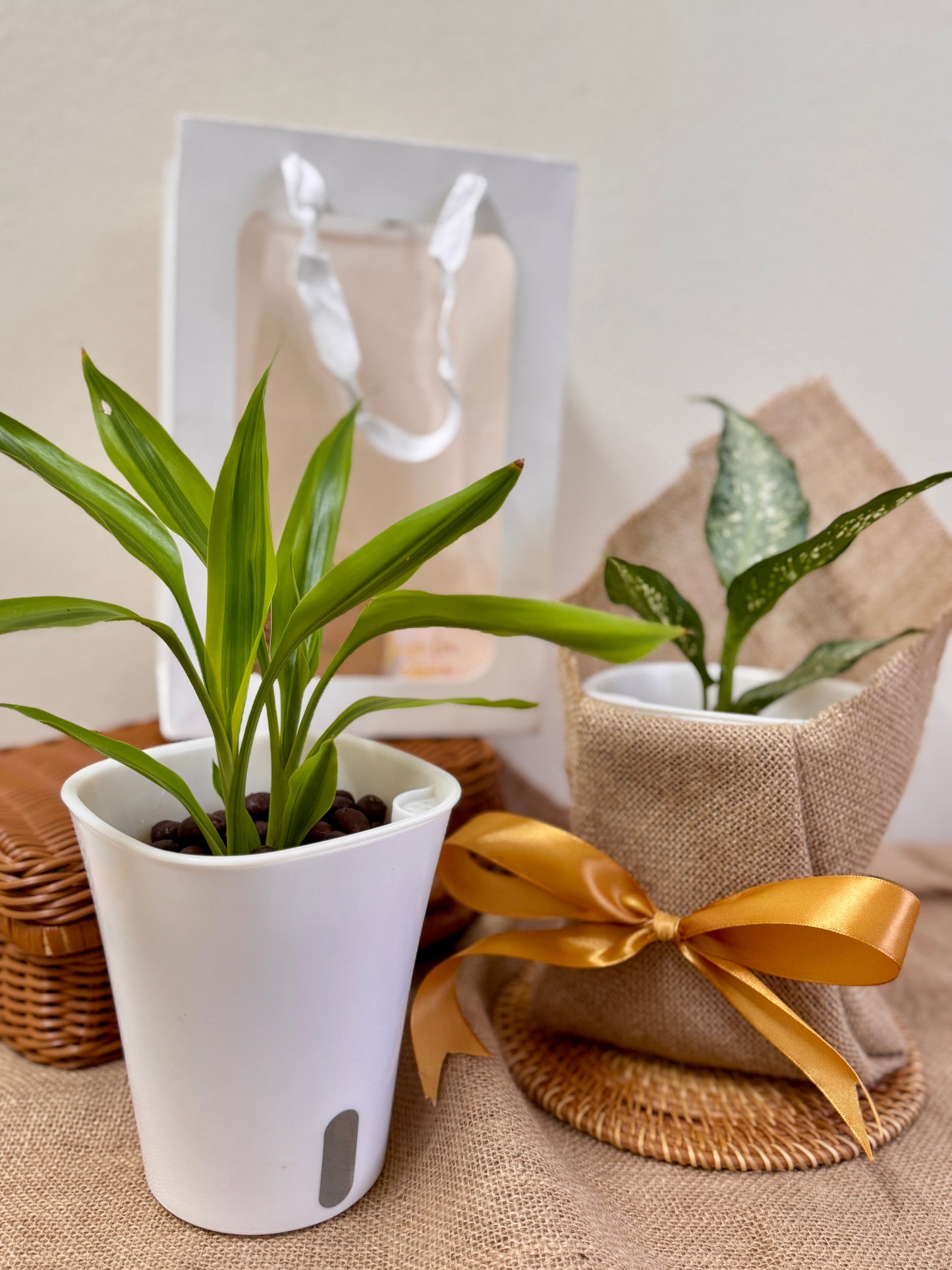 Dracaena Fragrans Surprise (LECA)