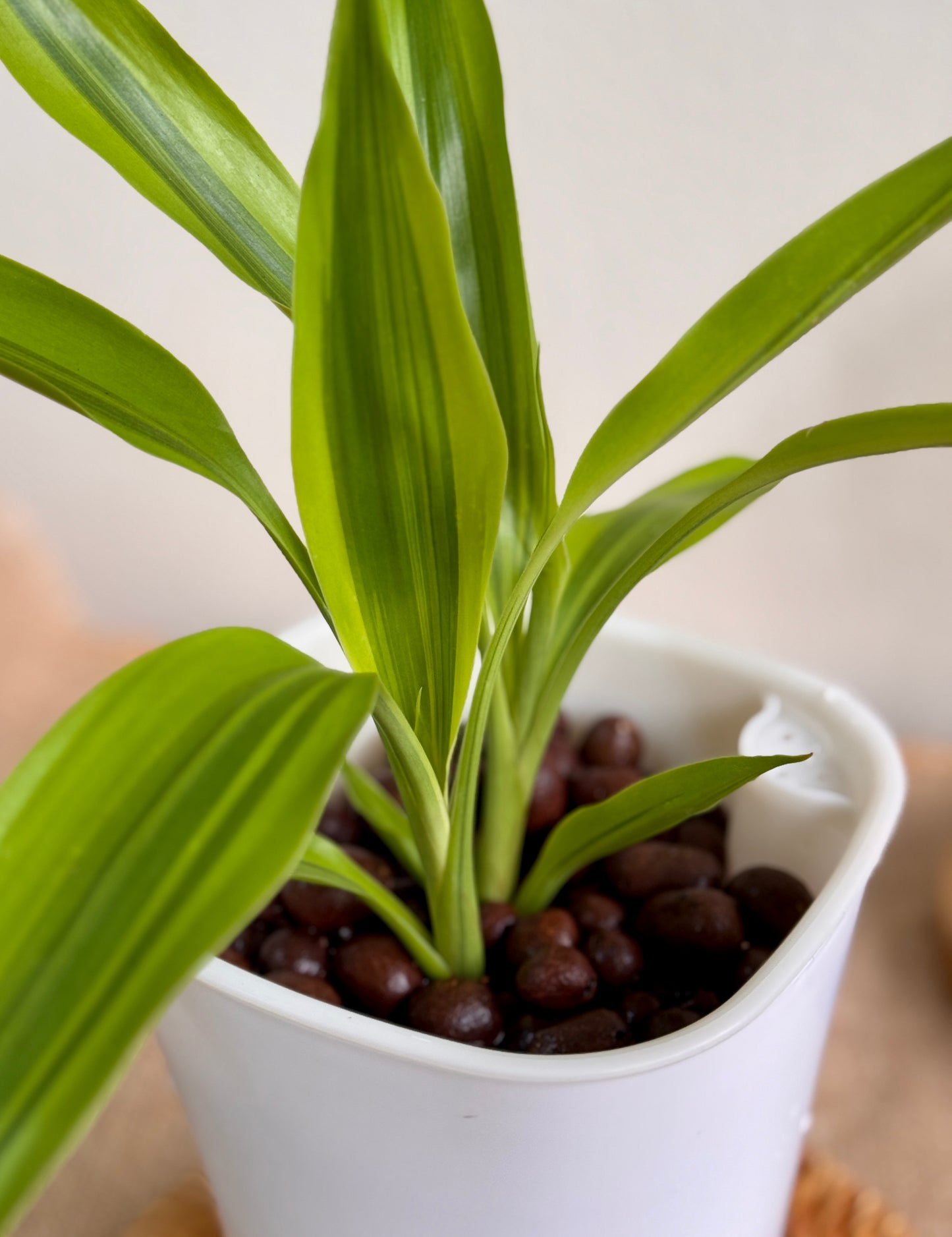 Dracaena Fragrans Surprise (LECA)