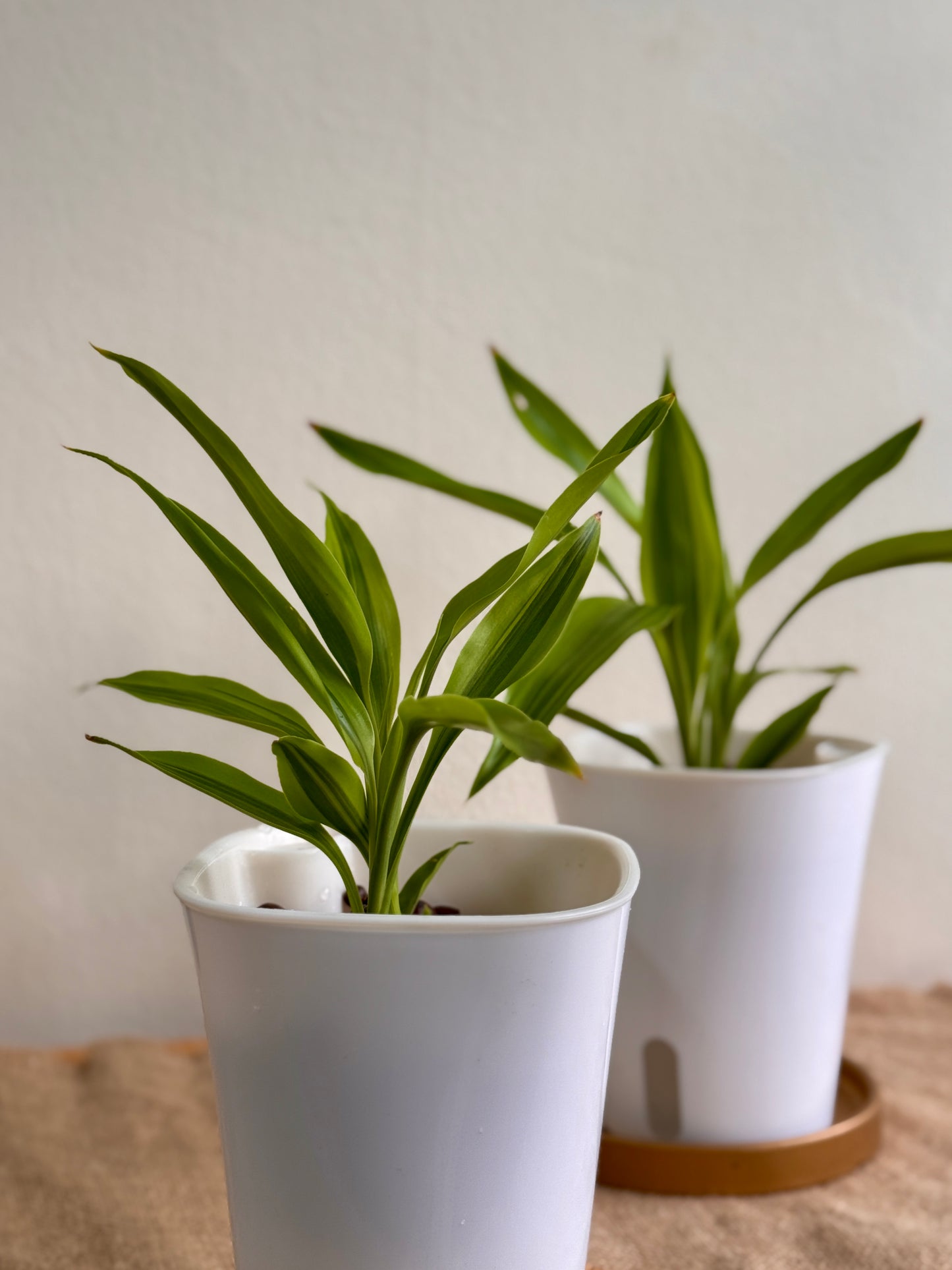 Dracaena Fragrans Surprise (LECA)