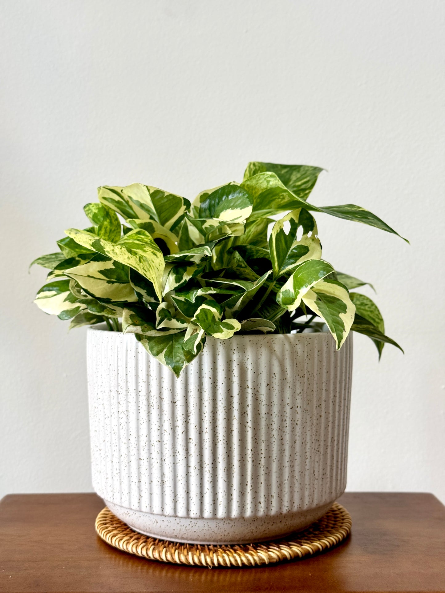 Marble Queen & N'Joy Pothos (S Size)
