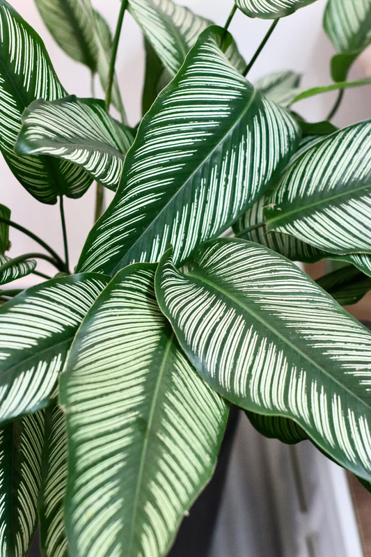 Calathea Pinstripe (L Size)