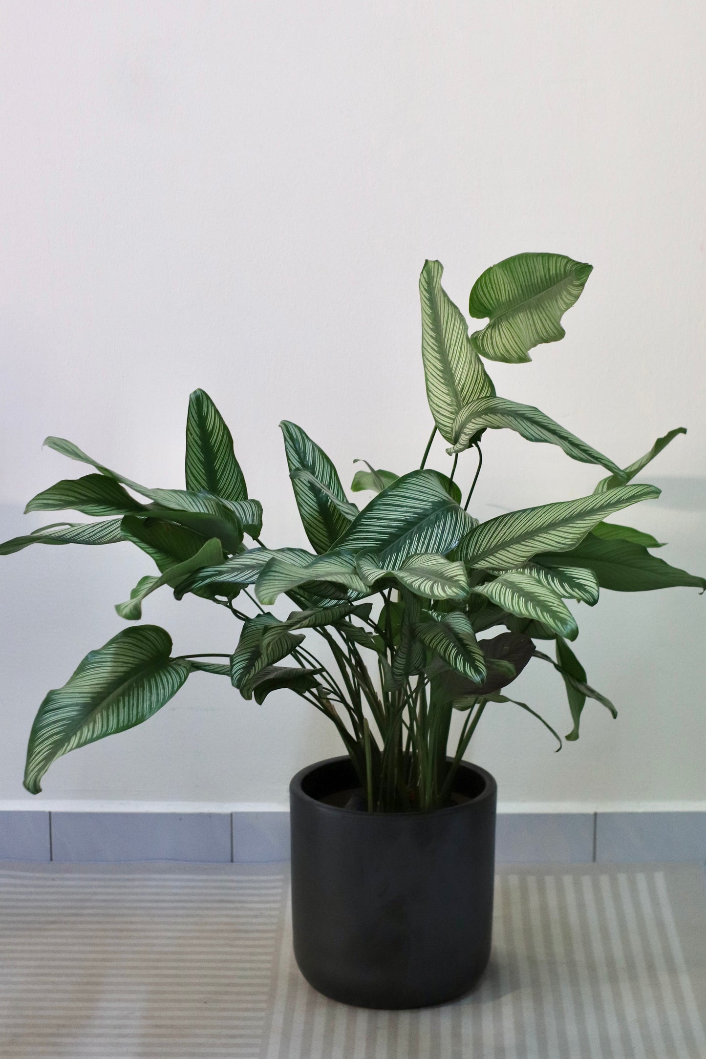 Calathea Pinstripe (L Size)