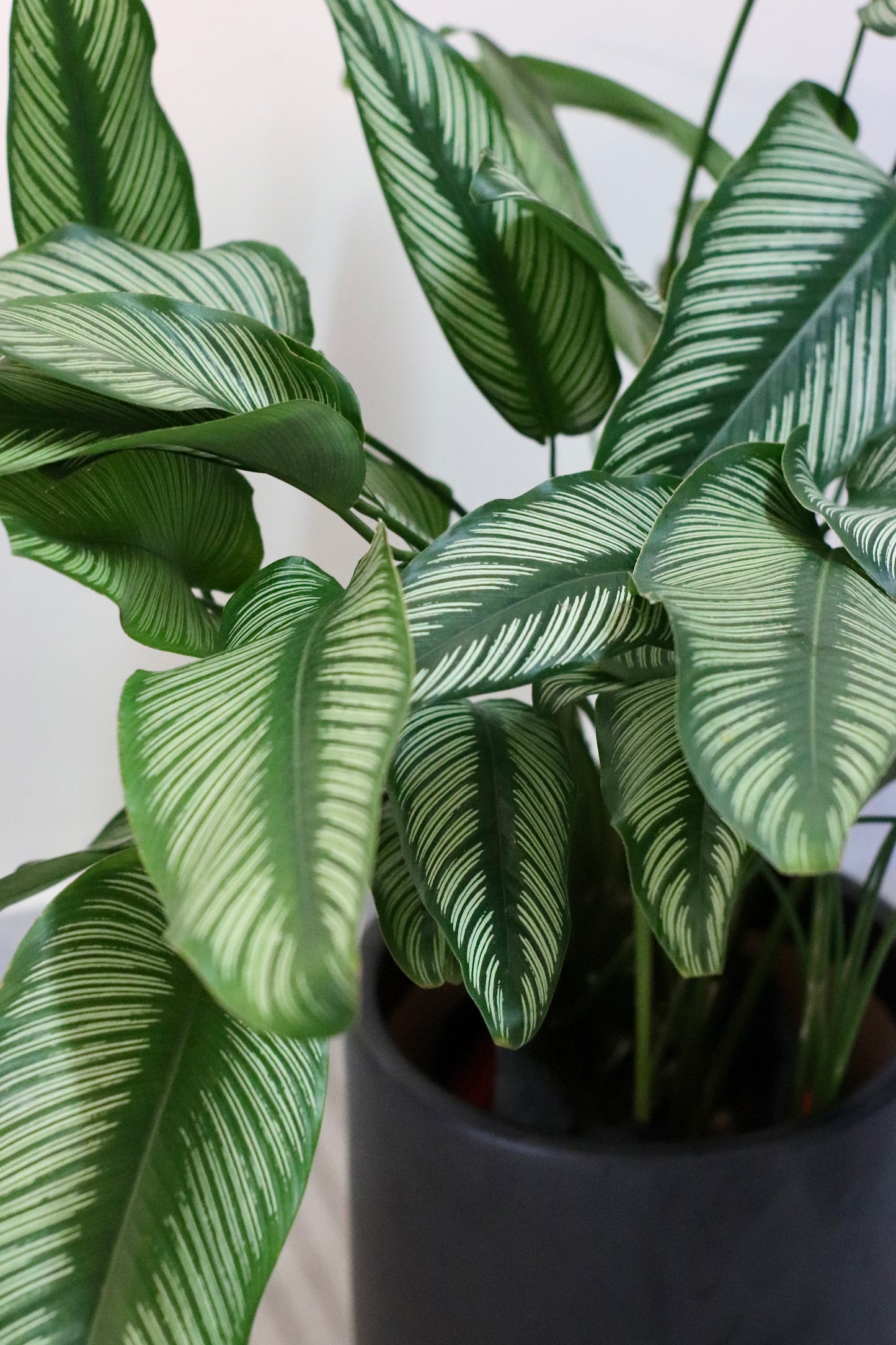Extra-large Calathea Pinstripe indoor plant, 80cm tall, in a minimalist matte black pot. Perfect for floor-standing home decor.