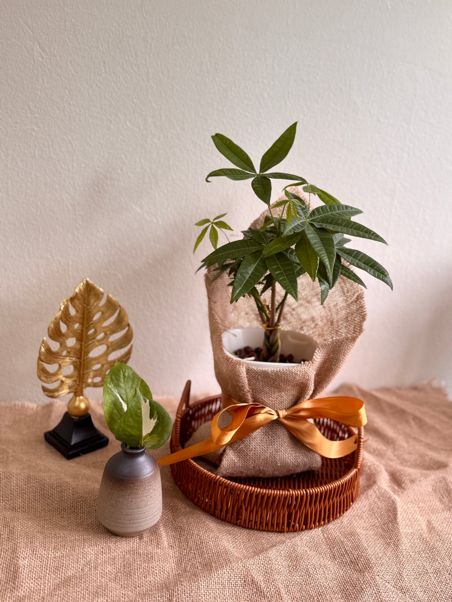Money Tree (LECA)