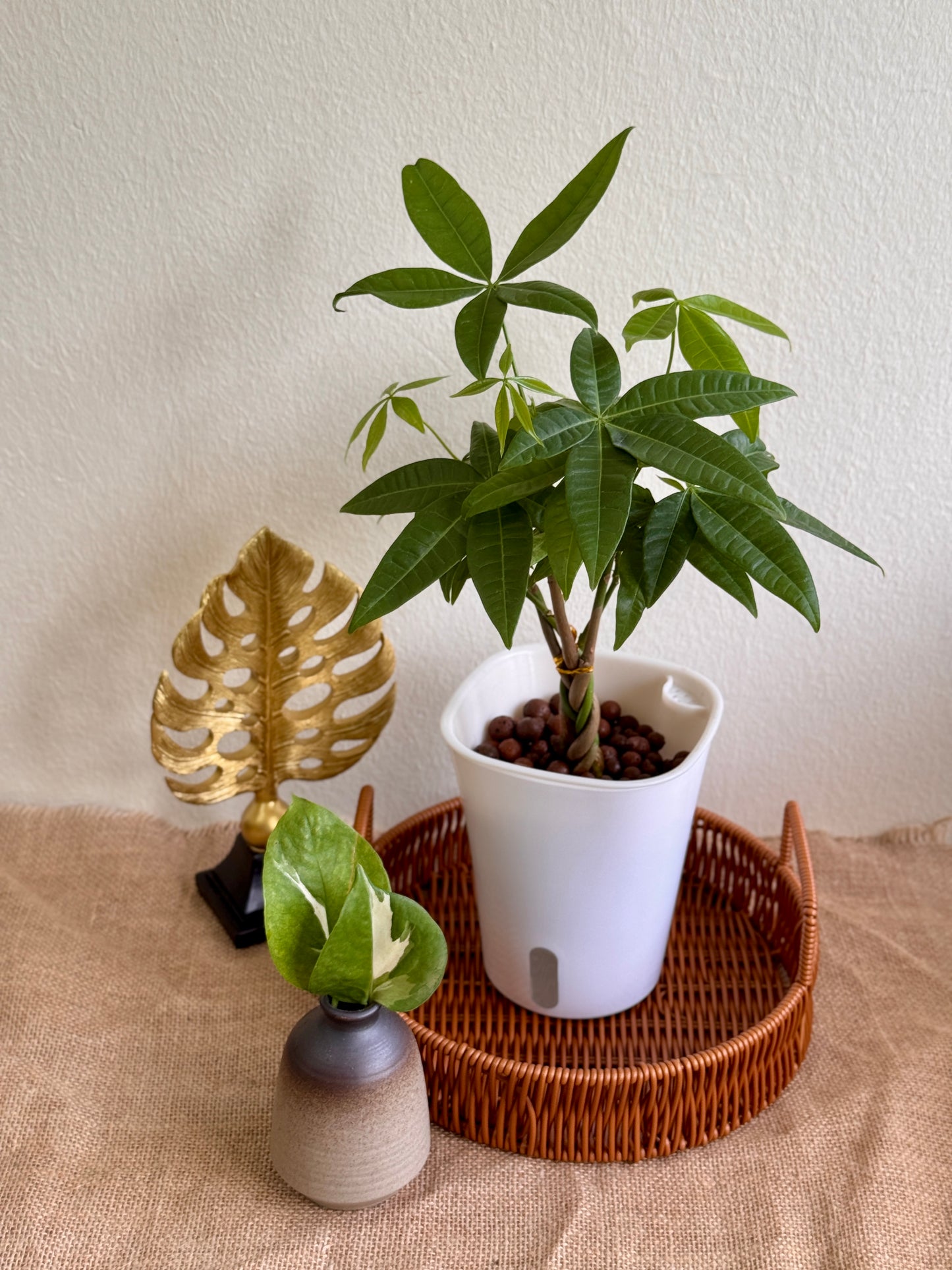 Money Tree (LECA)