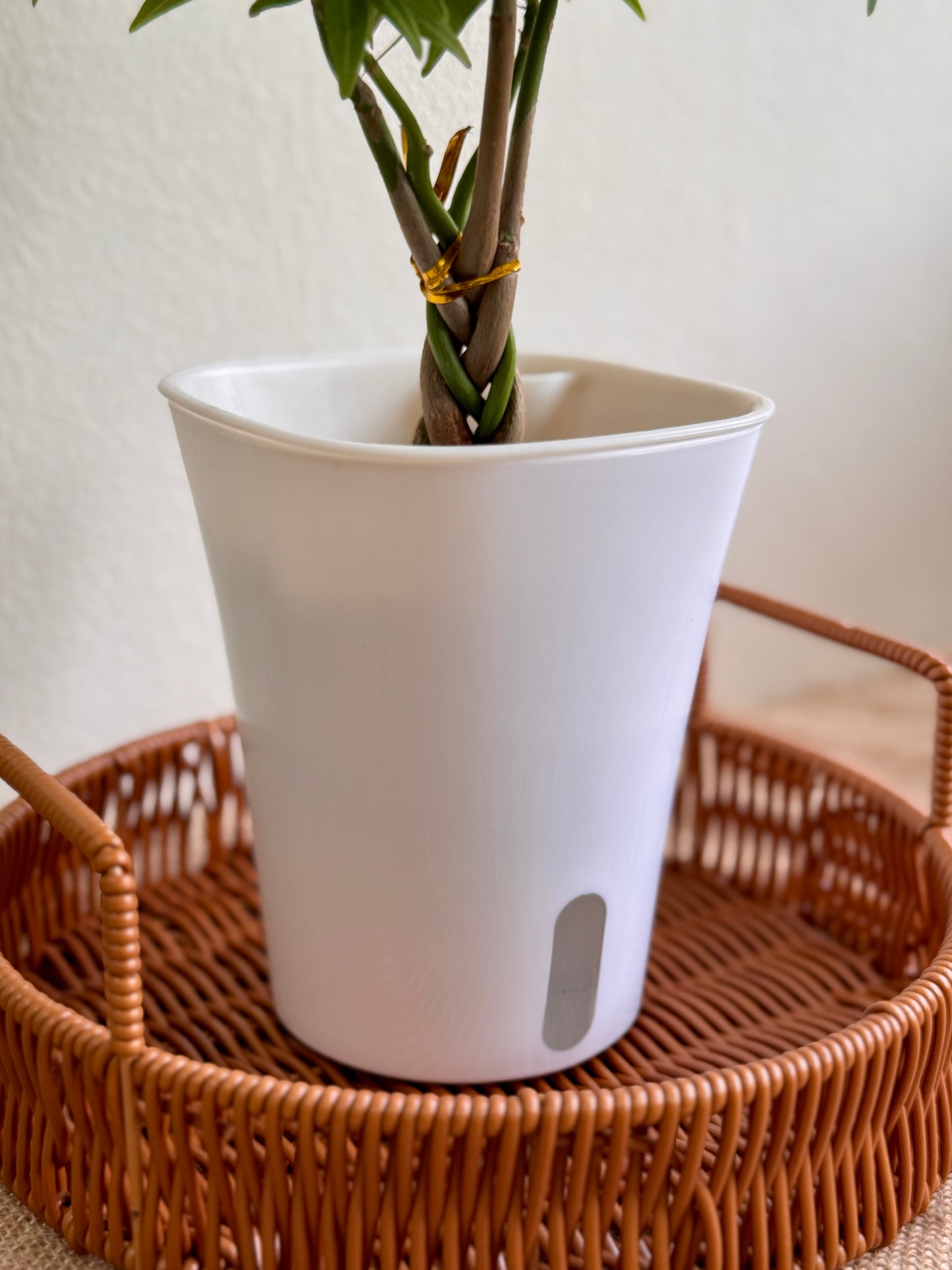 Money Tree (LECA)