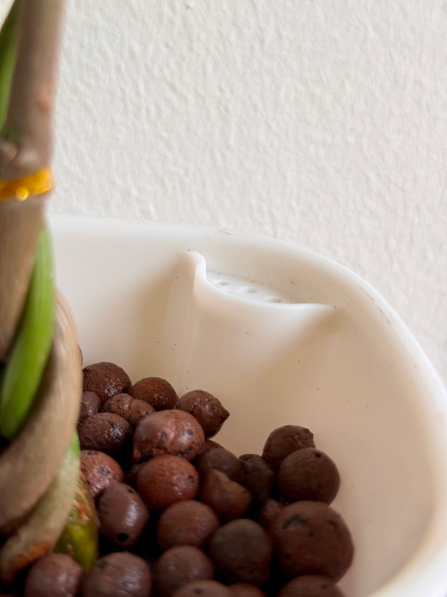 Money Tree (LECA)