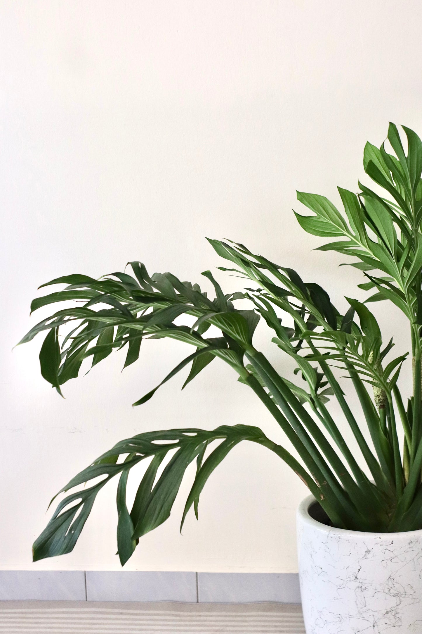 Monstera Pinnatipartita (XL Size)