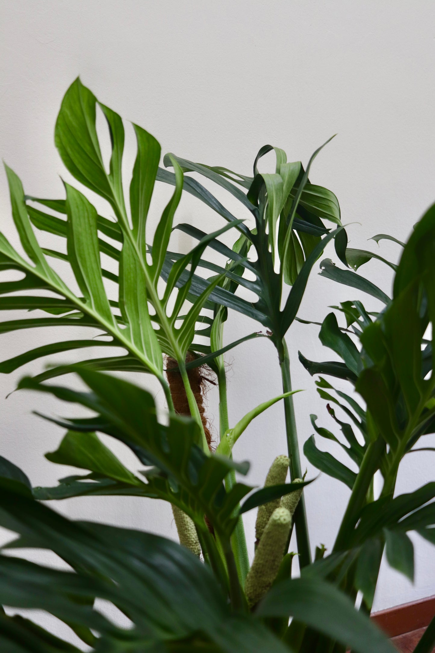 Monstera Pinnatipartita (XL Size)