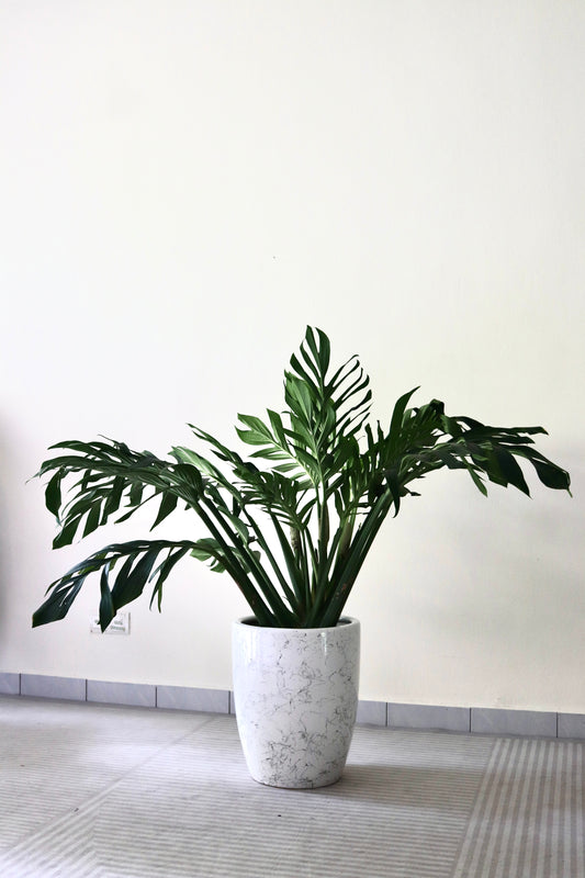 Monstera Pinnatipartita (XL Size)