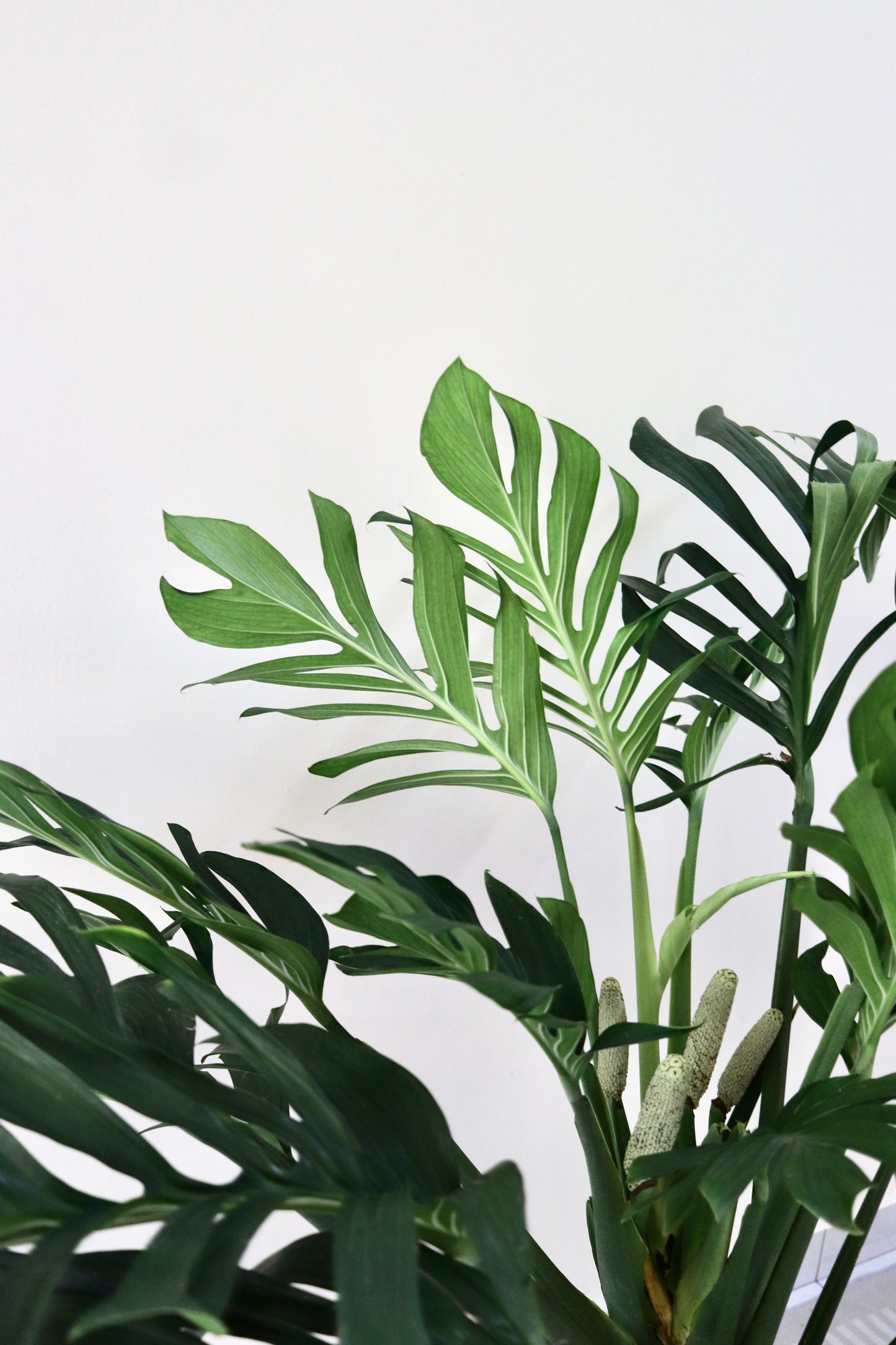 Monstera Pinnatipartita (XL Size)