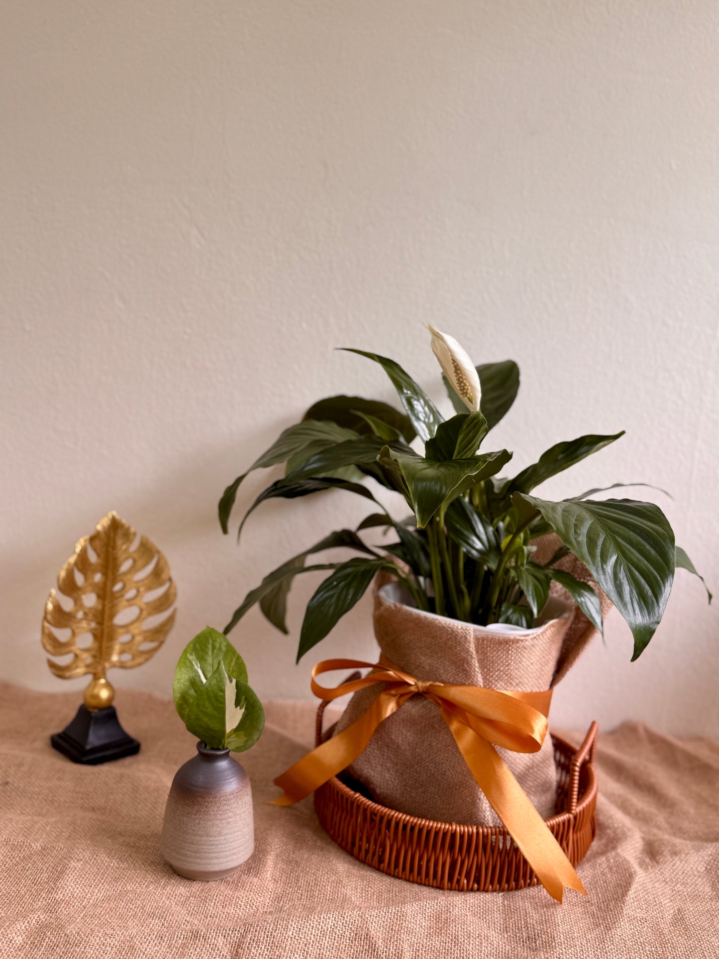 Spathiphyllum Peace Lily (LECA)