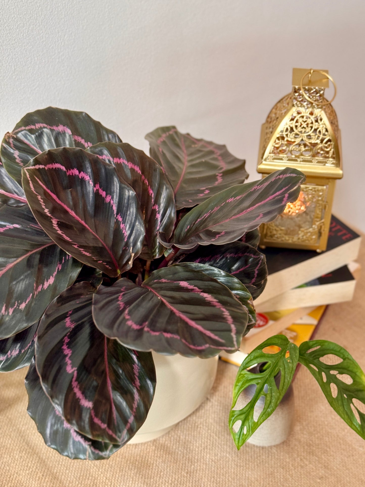 Calathea Roseopicta Suprise Star (M Size)