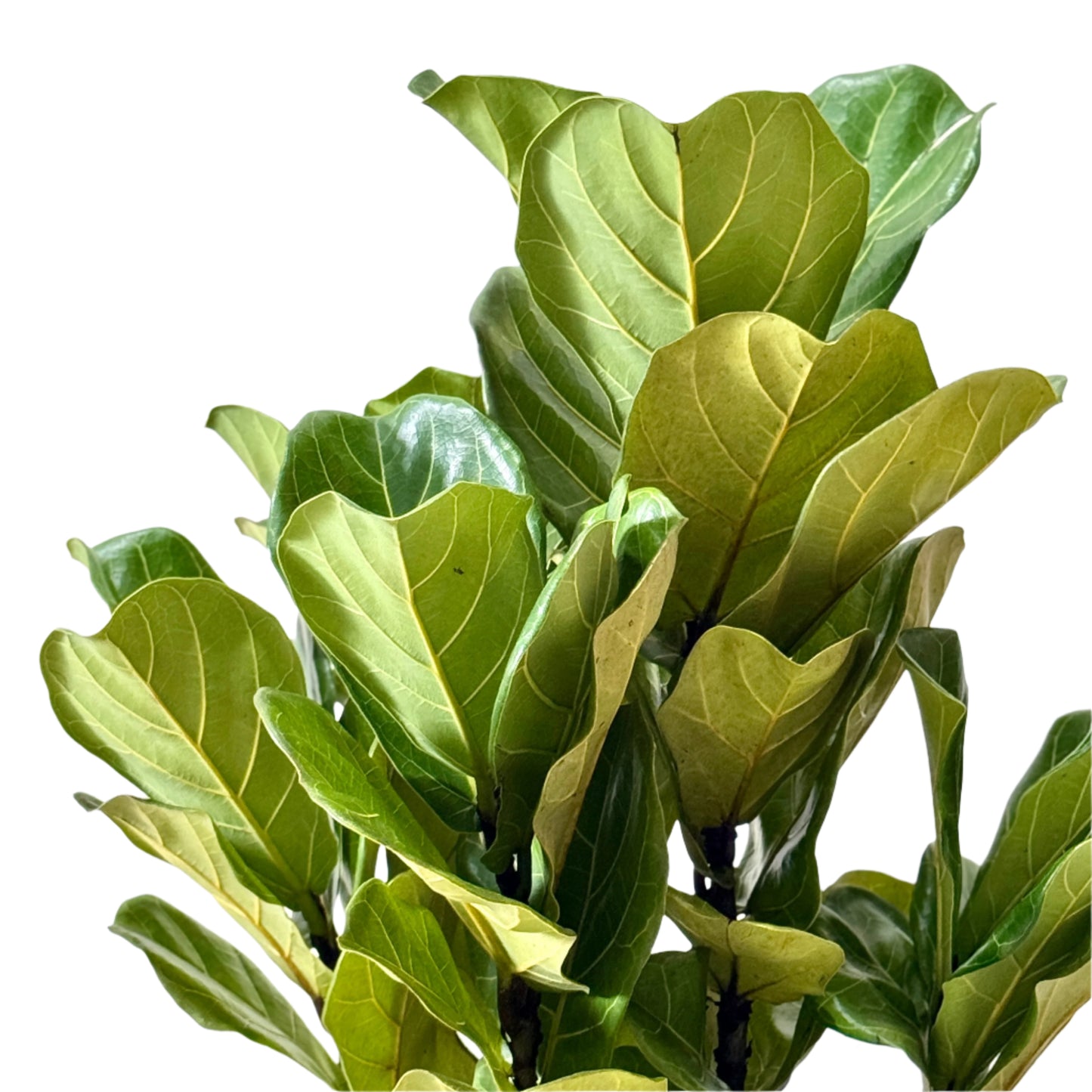 Fiddle Leaf Fig / Ficus Lyrata (XL Size)