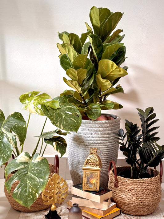 Fiddle Leaf Fig / Ficus Lyrata (XL Size)