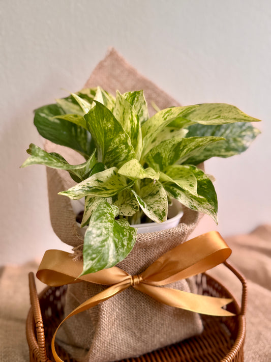 Marble Queen Pothos (LECA)