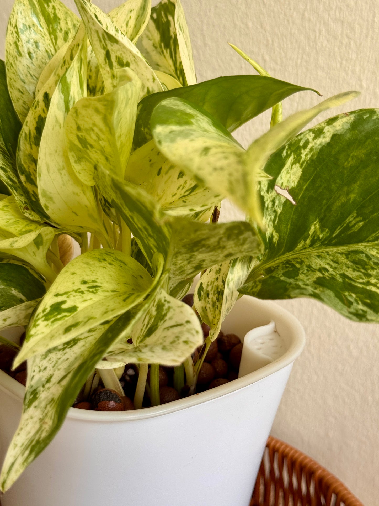 Marble Queen Pothos (Self-watering pot with LECA)