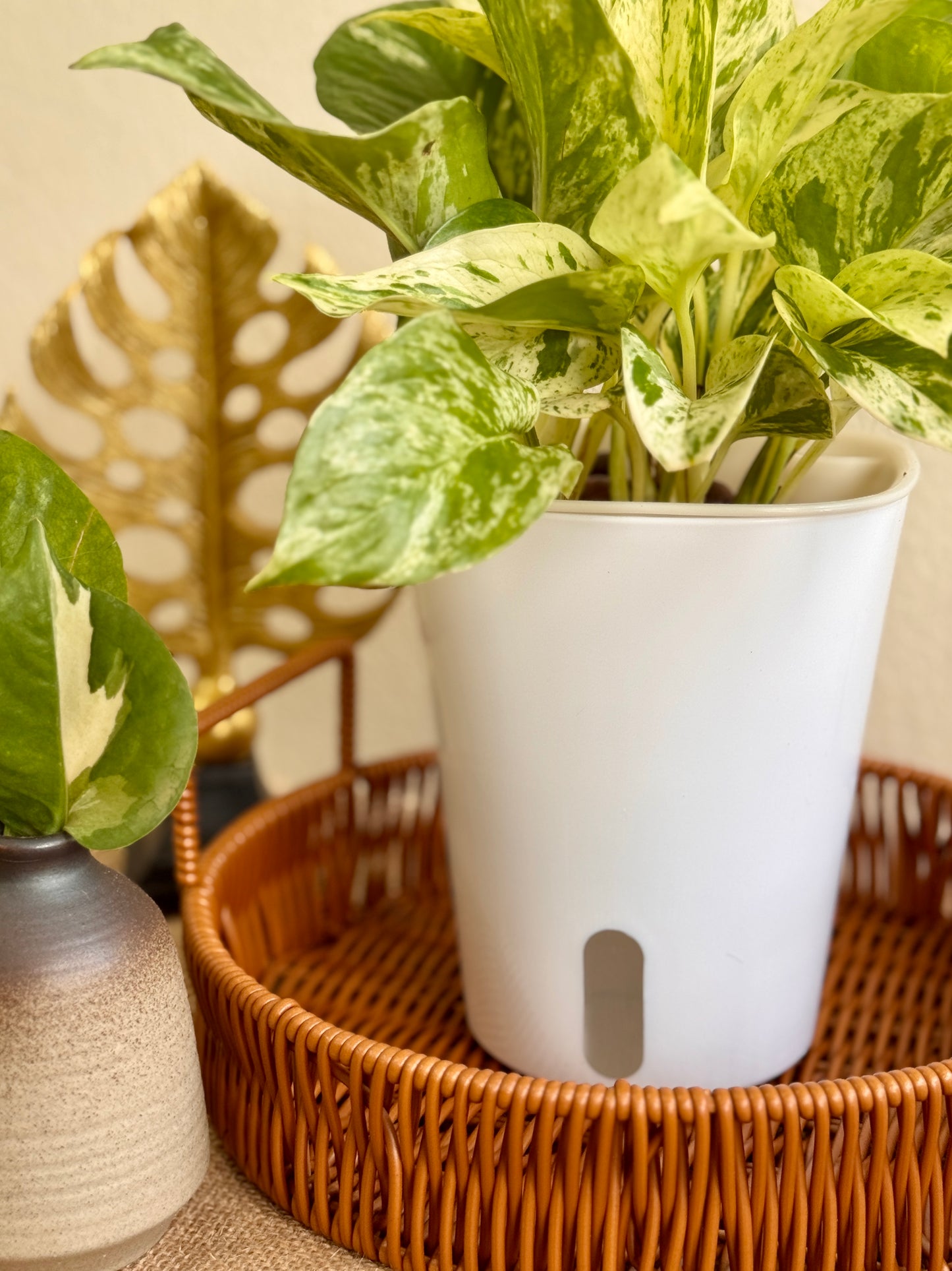 Marble Queen Pothos (Self-watering pot with LECA)