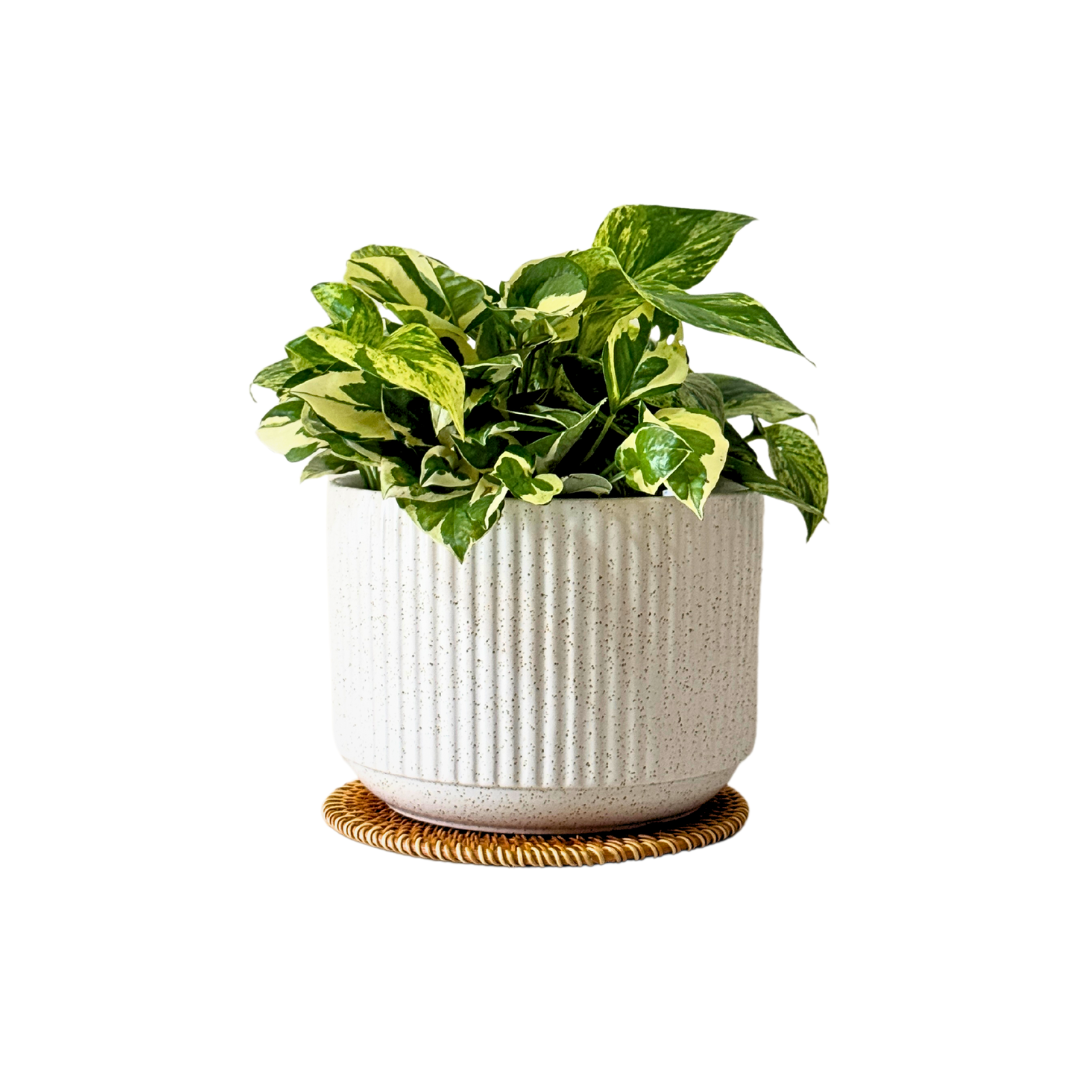 Kayuu Living - Money Plant Njoy Marble Queen 0