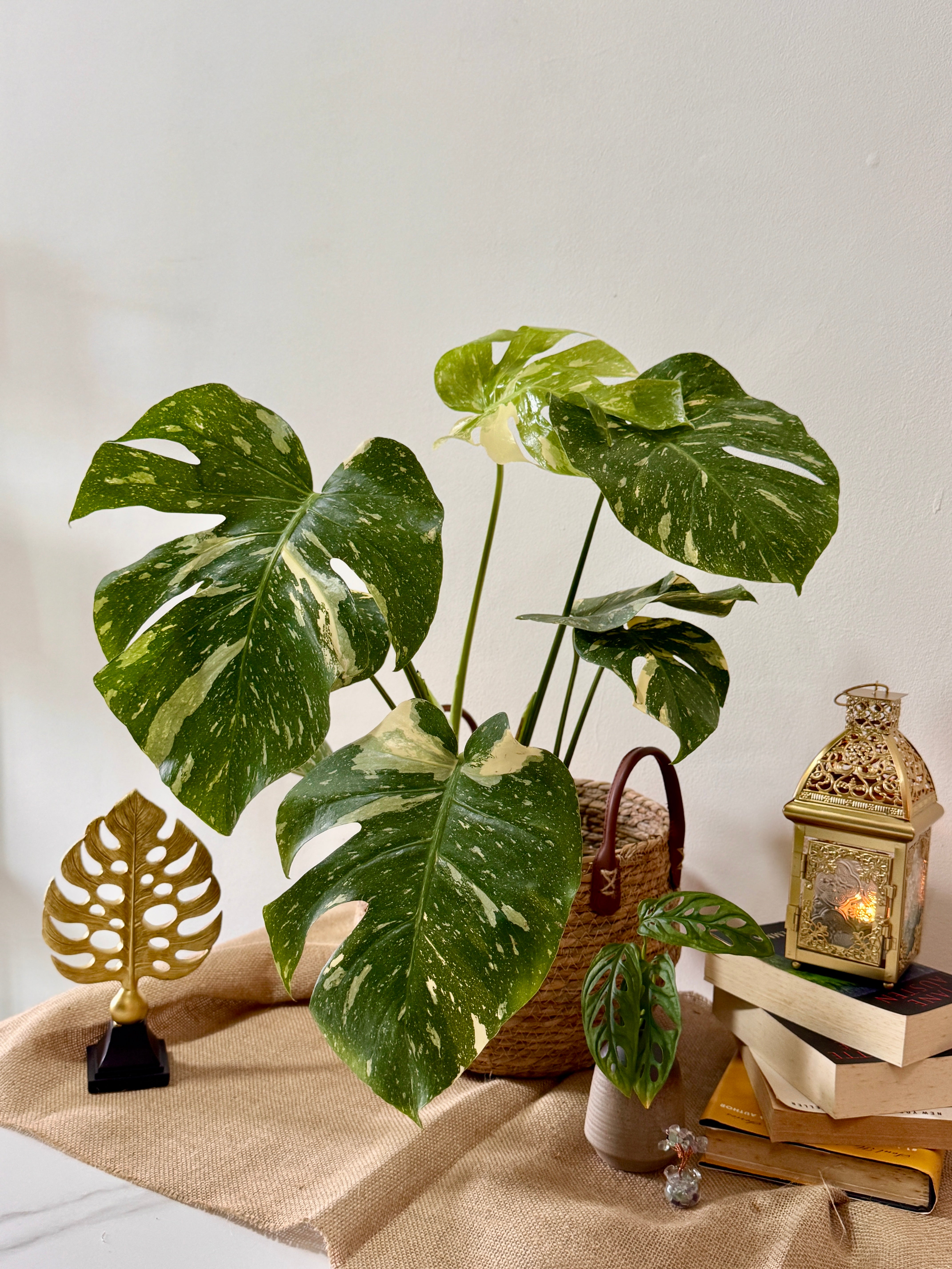 variegated monstera deliciosa for sale australia Monstera Thai Constellation (Large) – Rare Variegated Plant