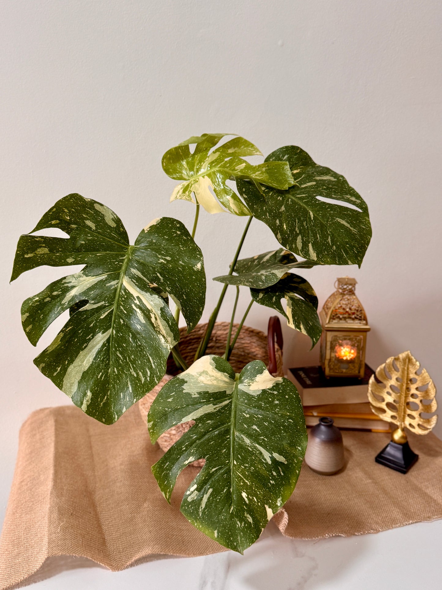 Monstera Thai Constellation (L Size)