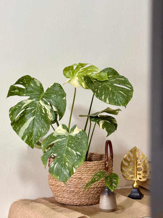 Monstera Thai Constellation (L Size)