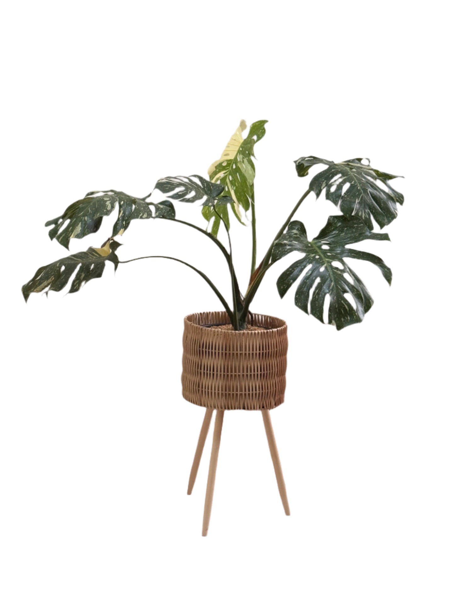 Monstera Thai Constellation (XL Size)
