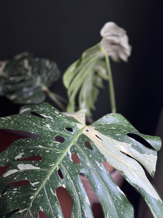Monstera Thai Constellation (XL Size)