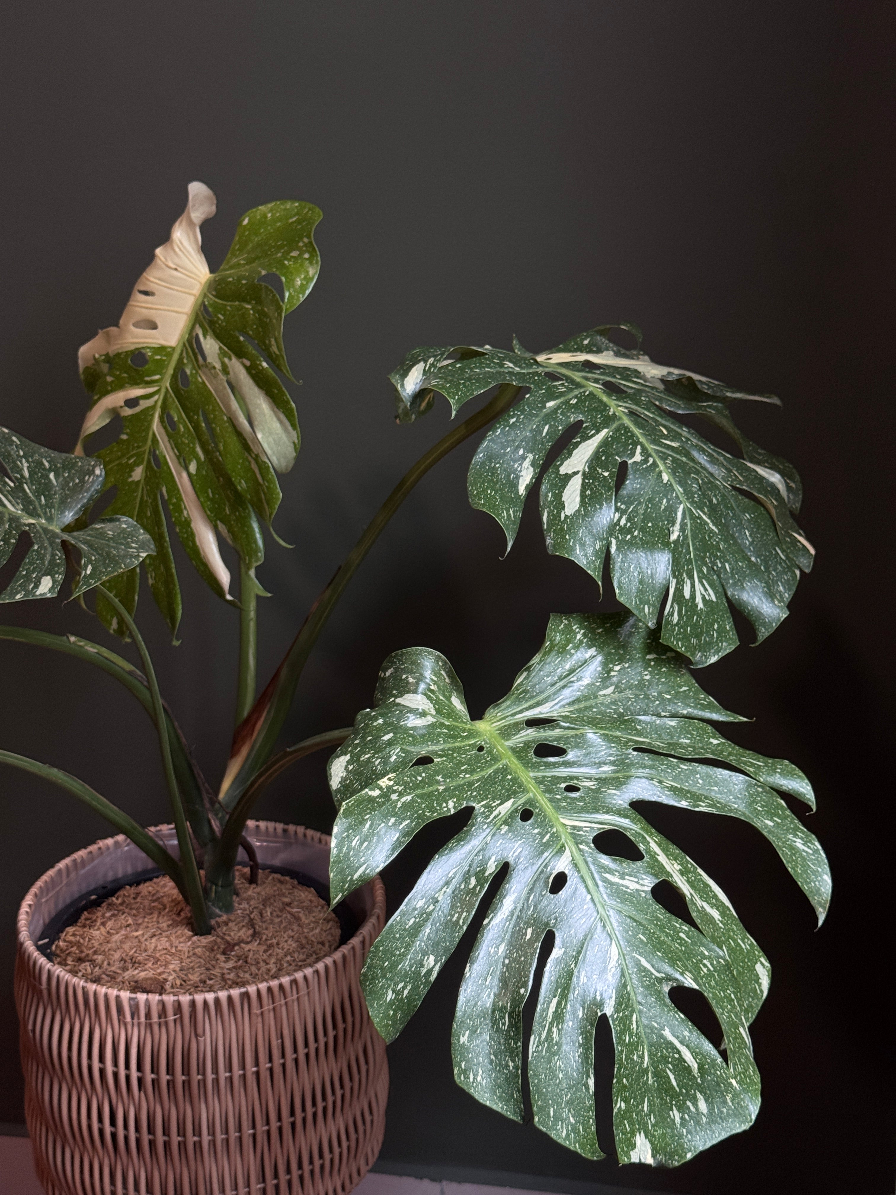 xl monstera plant Monstera Thai Constellation XL (Large Size)