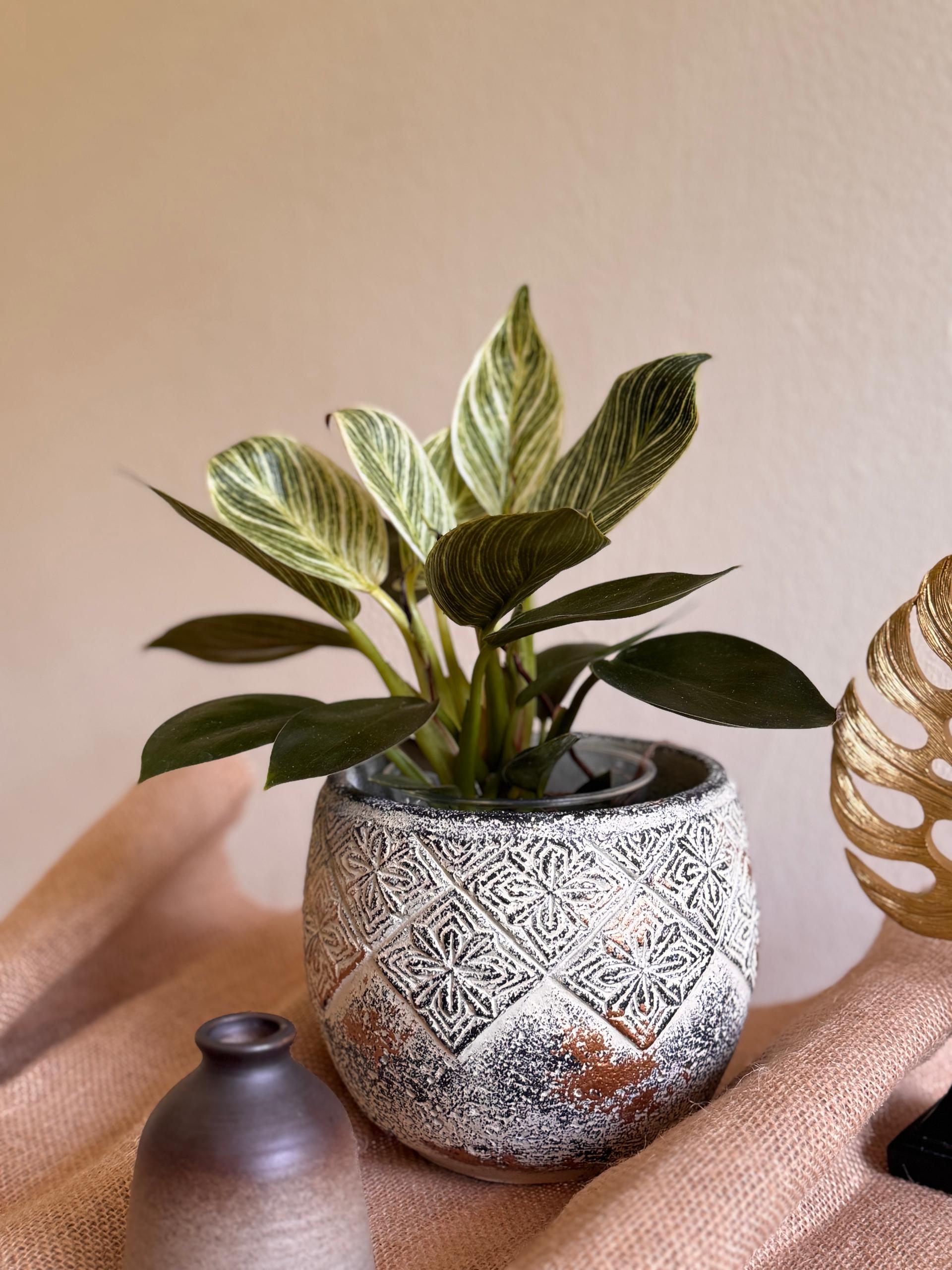 philodendron birkin. Philodendron Birkin – Low Maintenance White Pinstripe Plant