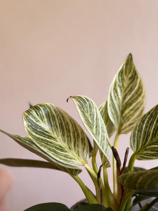 Philodendron Birkin (S Size)