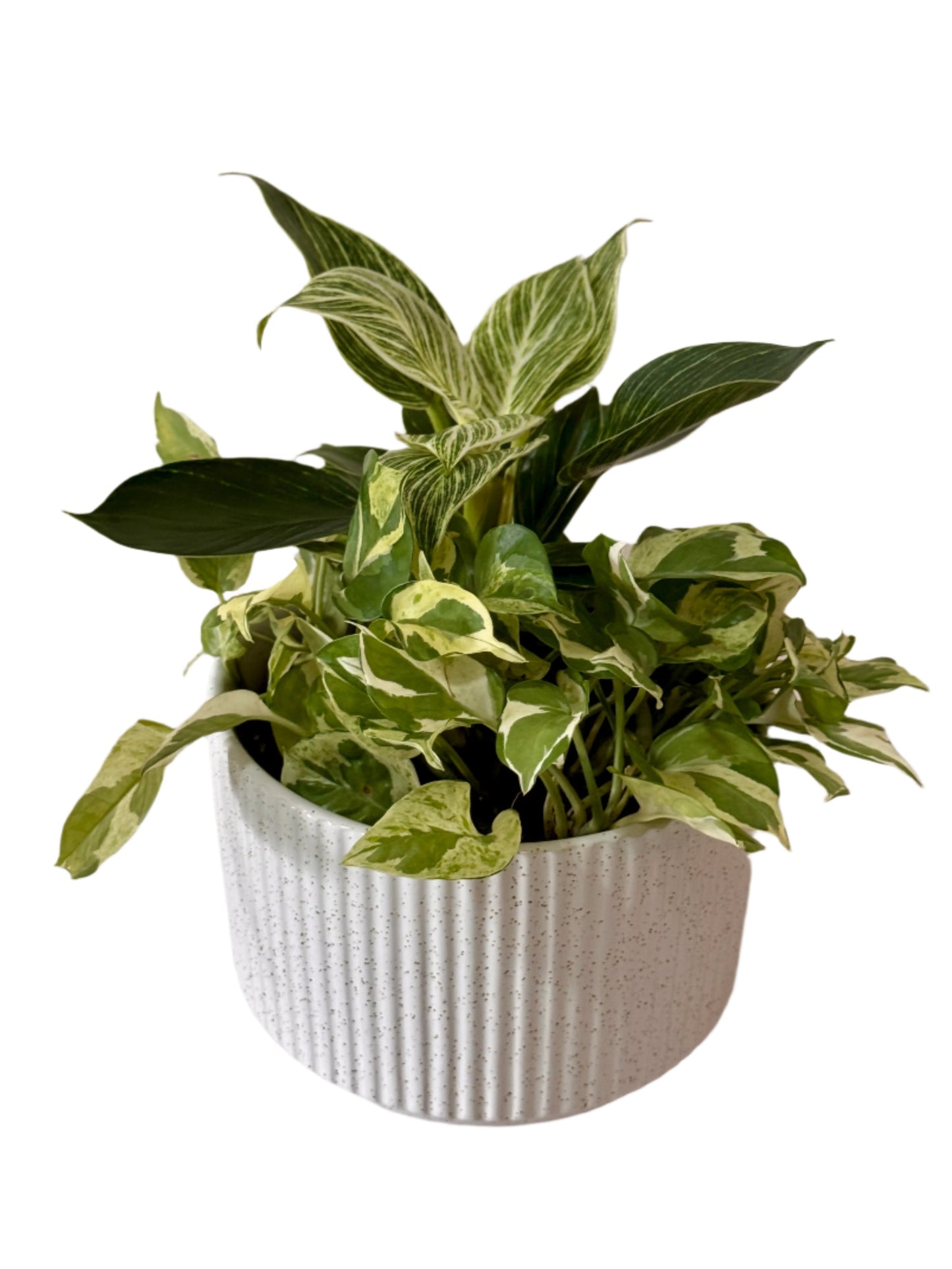 Philodendron Birkin & N'Joy Pothos (M Size)