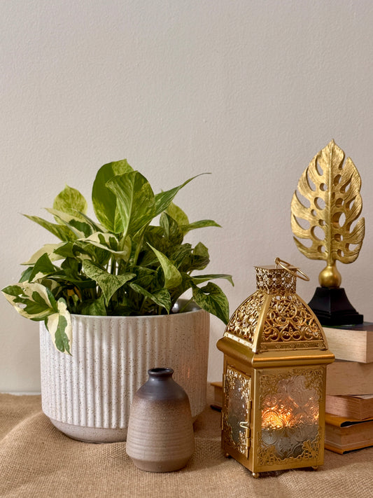 Philodendron Birkin & N'Joy Pothos (M Size)