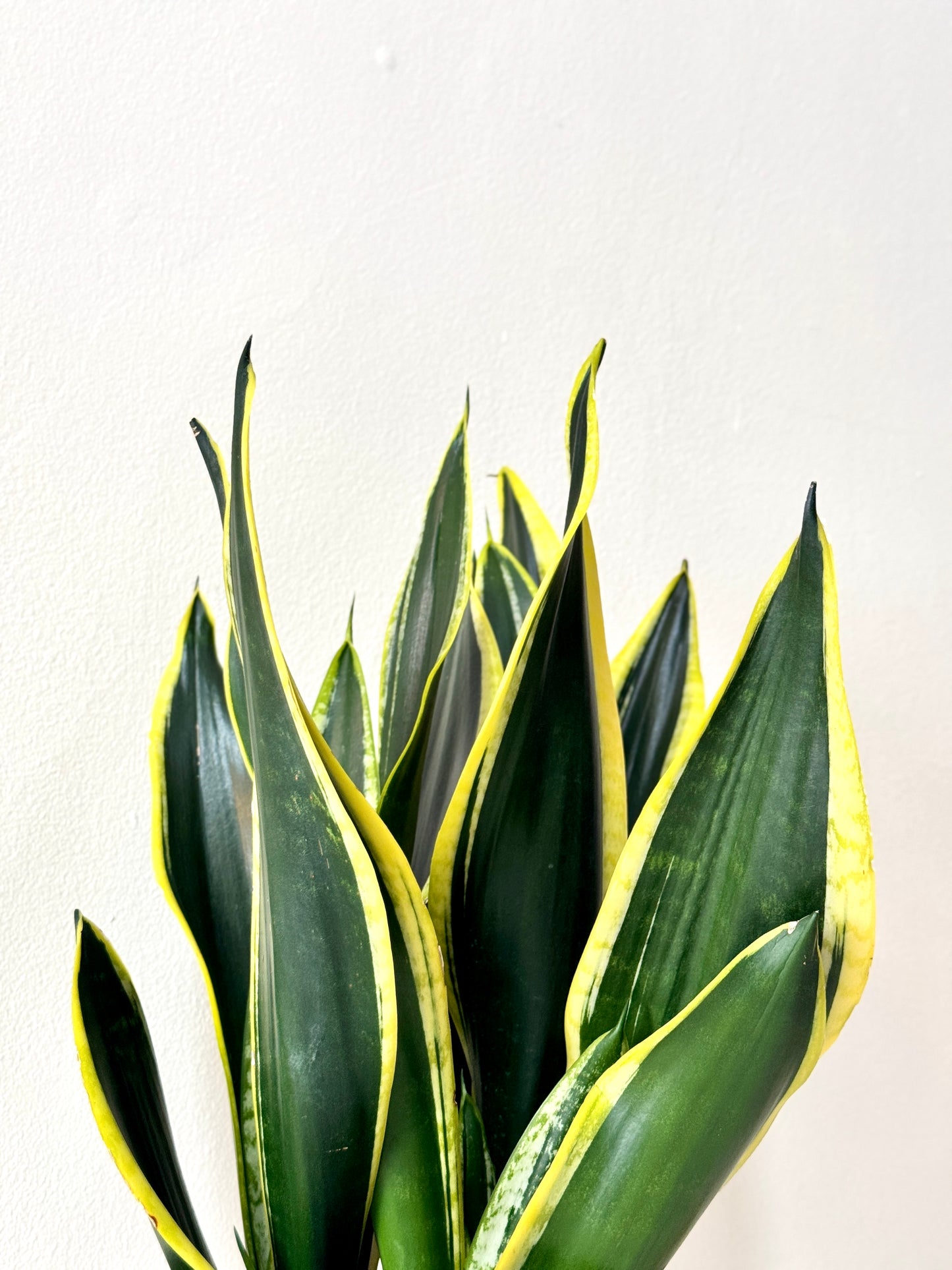 Snake Plant Black Gold Extreme [M Size)