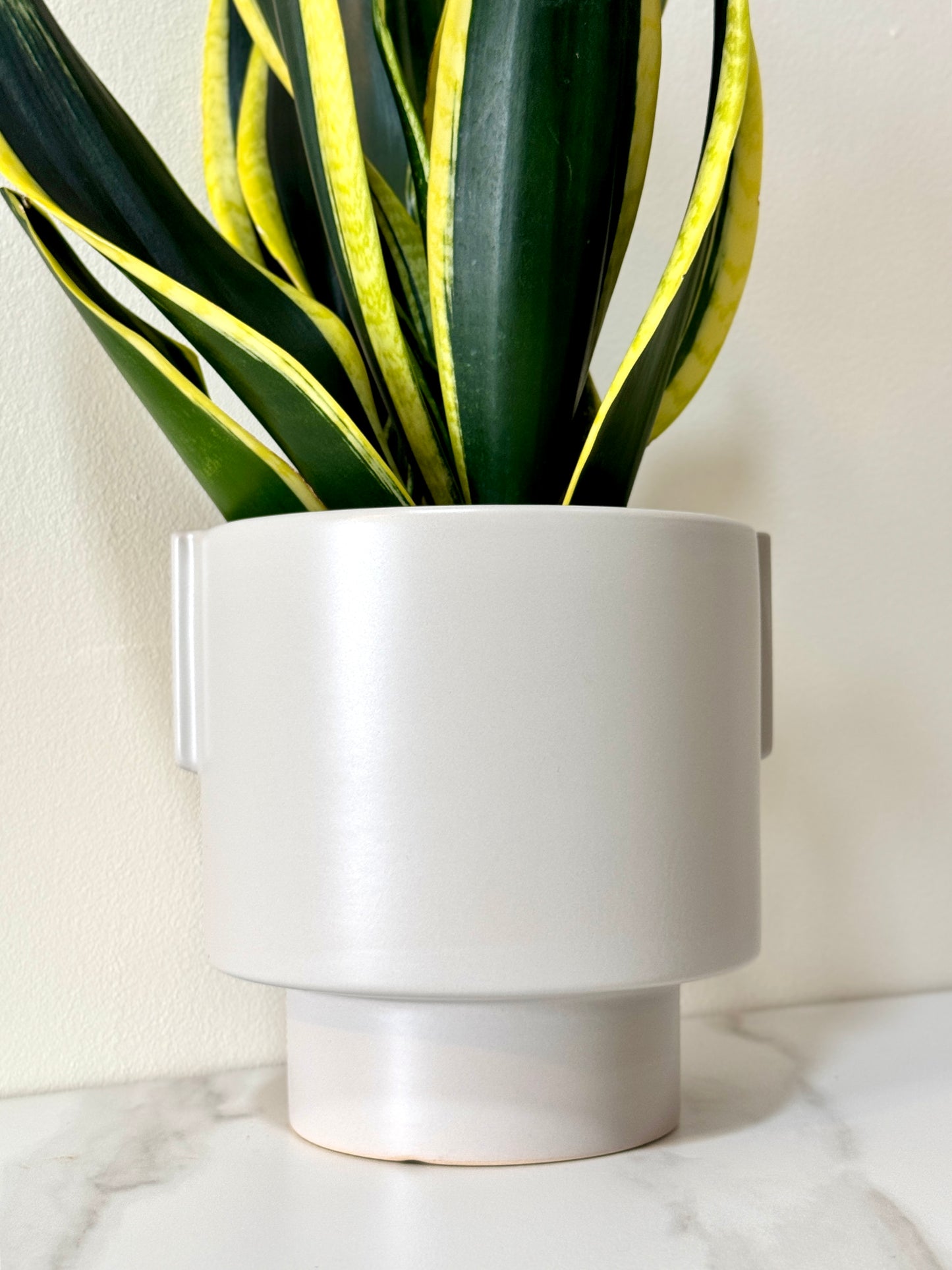 Snake Plant Black Gold Extreme [M Size)