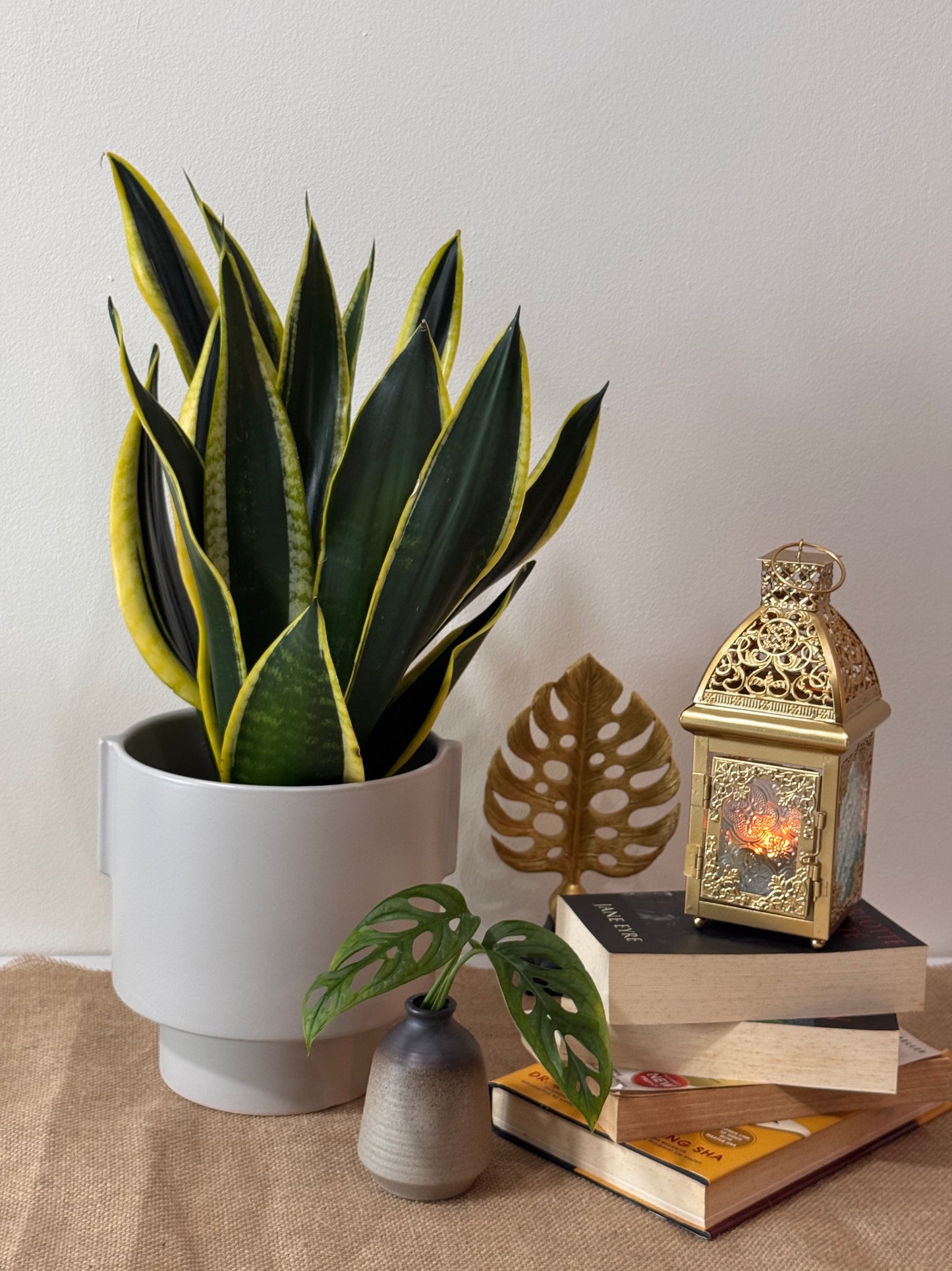 Snake Plant Black Gold Extreme [M Size)