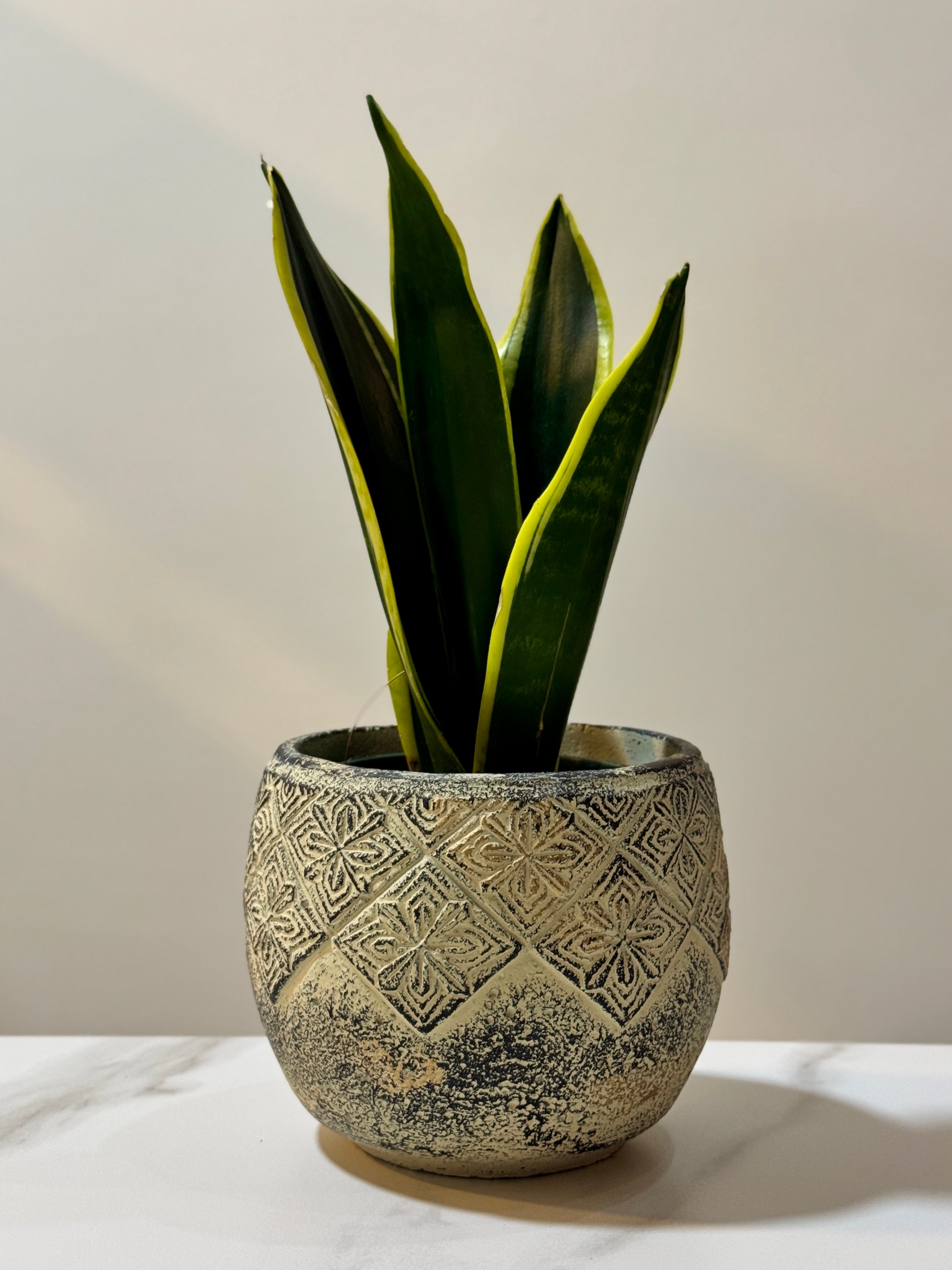 Sansevieria Black Gold Extreme [S] | Best Office Desk Plant