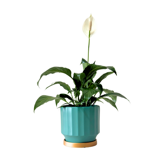 Spathiphyllum Peace Lily (M Size)