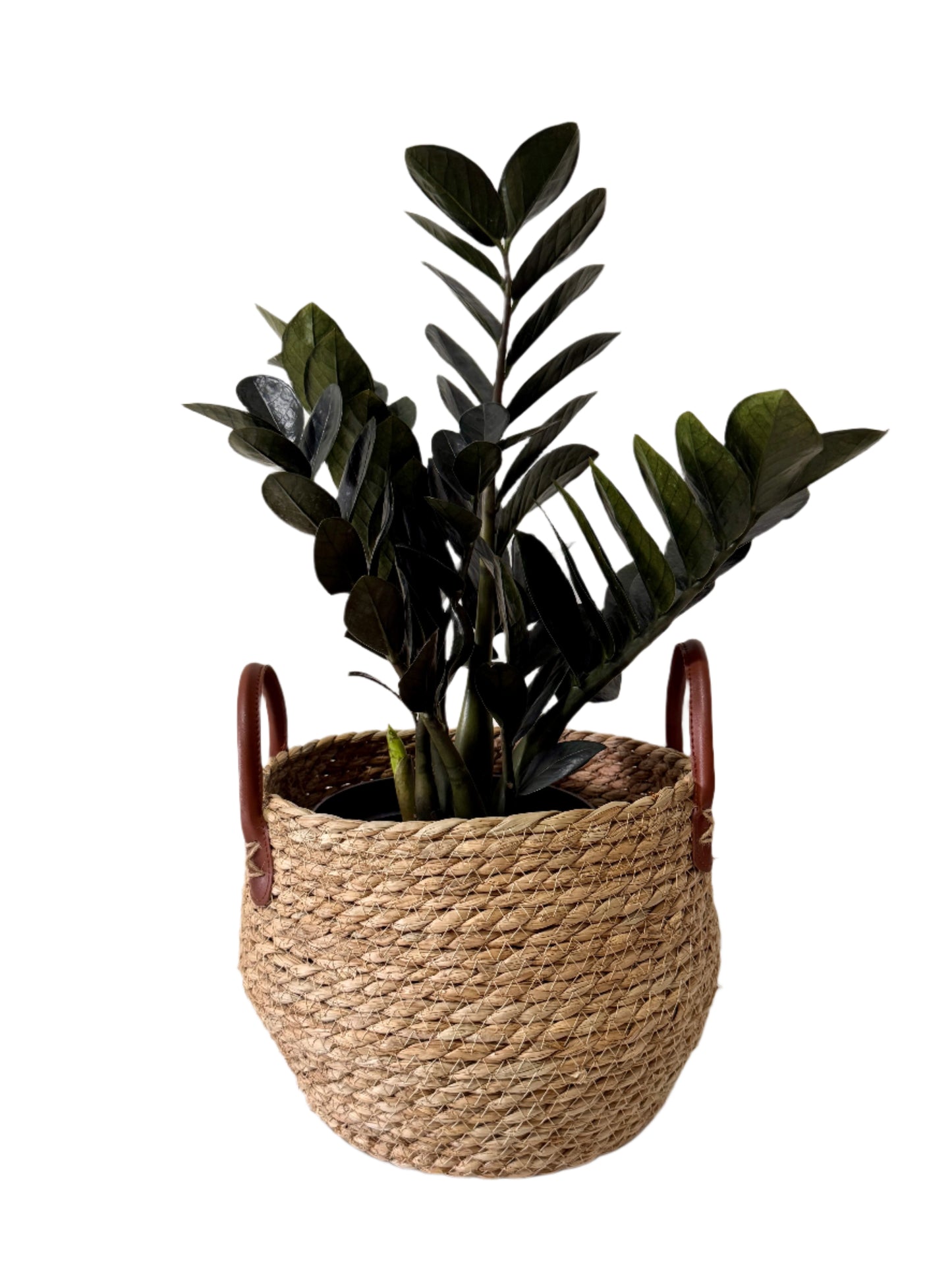 Kayuu Living - ZZ Black Raven (Zamioculcas zamiifolia 'Raven')