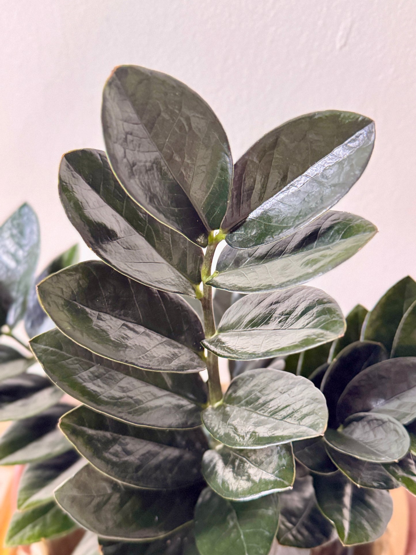 ZZ Black Raven (Zamioculcas zamiifolia 'Raven')