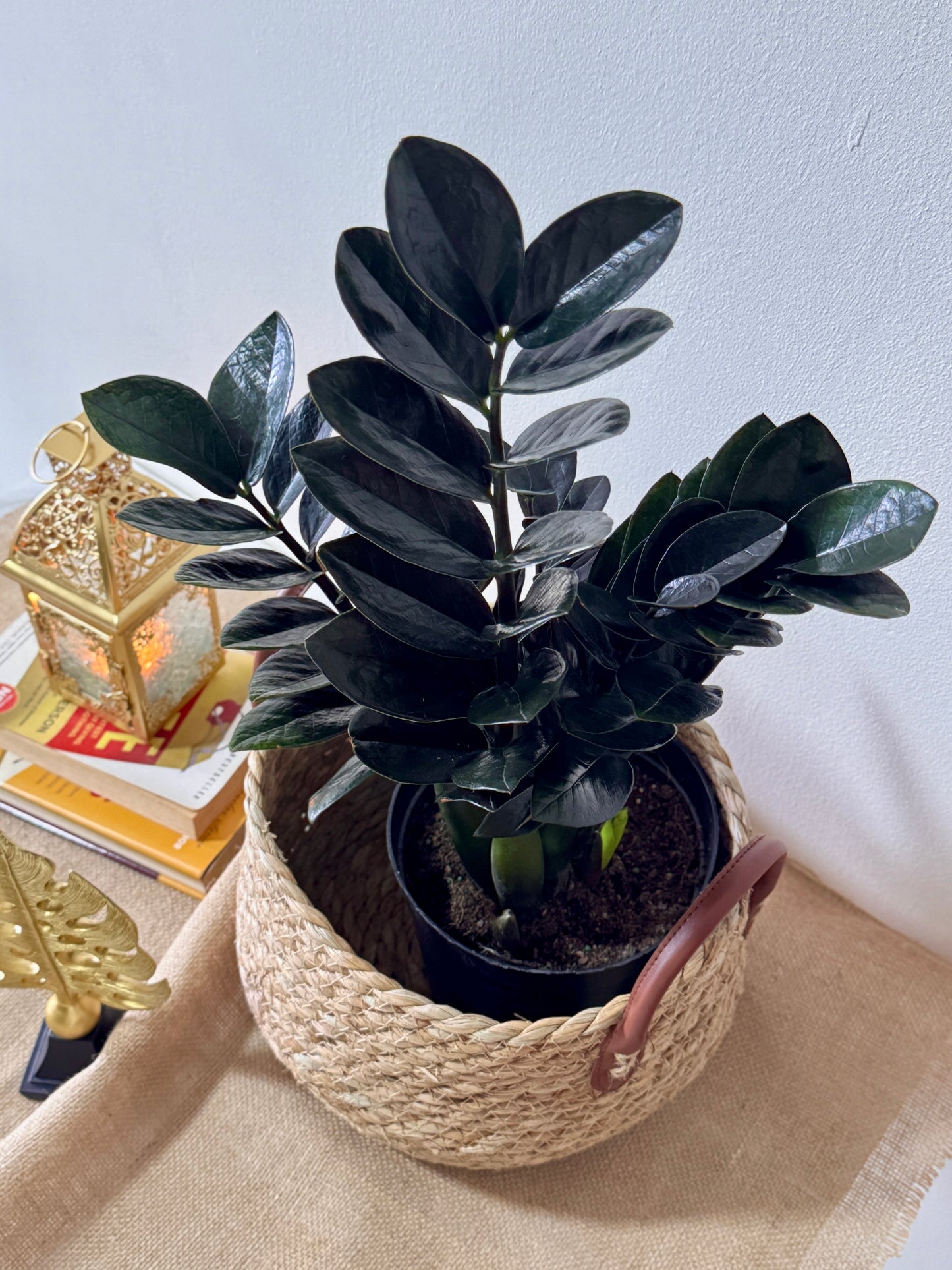 ZZ Black Raven (Zamioculcas zamiifolia 'Raven')